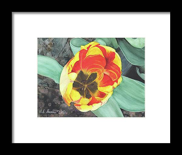 Watercolor Framed Print featuring the painting Tulip Heart by Heather E Harman
