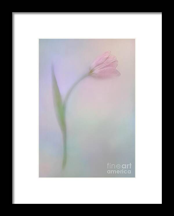 Tulip Tender Shades Soft Delicate Gentle Colorful Tenderness Minimalist Minimal Minimalism Impressions Impressionistic Impressionism Atmospheric Flower Valentine Serenity Single Solo Loving Impressive Expressive Conceptional Contemporary Gift Proud Still-life Character Personality Dainty Fleshy Fragile Frail Succulent Vulnerable Sensitive Smart Romantic Emotional Sentimental Poignant Touching Fairy Tale Affectionate Soft-hearten Pink Green Blue Yellow Rainbow Colors Appealing Magical Stylish Wow Framed Print featuring the photograph Tulip In Tender Shades by Tatiana Bogracheva
