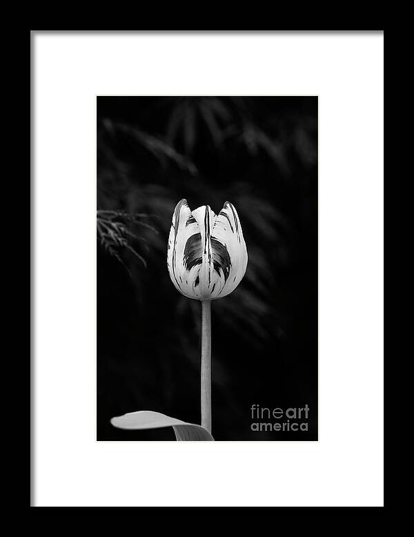 Tulip Framed Print featuring the photograph Tulip Insulinde Monochrome by Tim Gainey