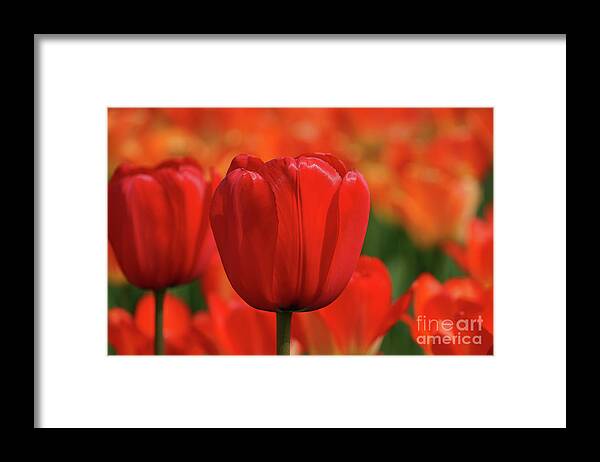 Tulip Intensity Framed Print featuring the photograph Tulip Intensity by Rachel Cohen