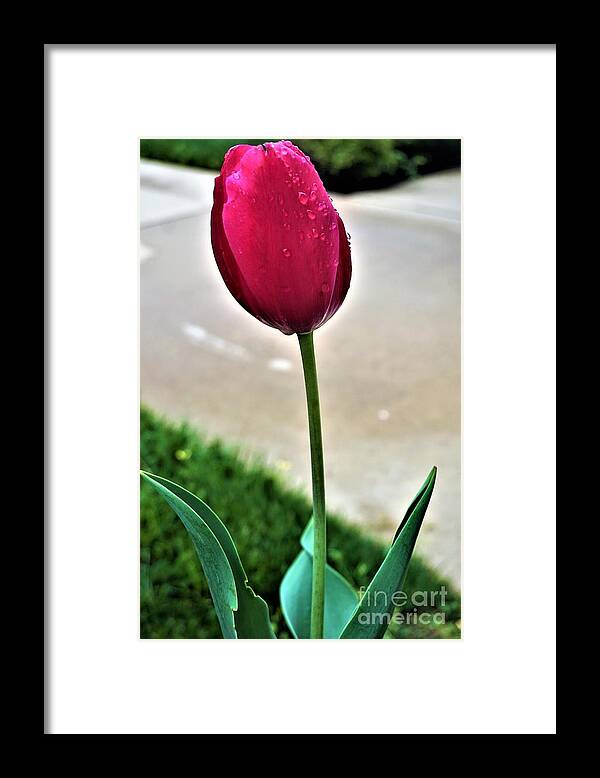 Tulip Framed Print featuring the photograph Tulip by Jimmy Clark