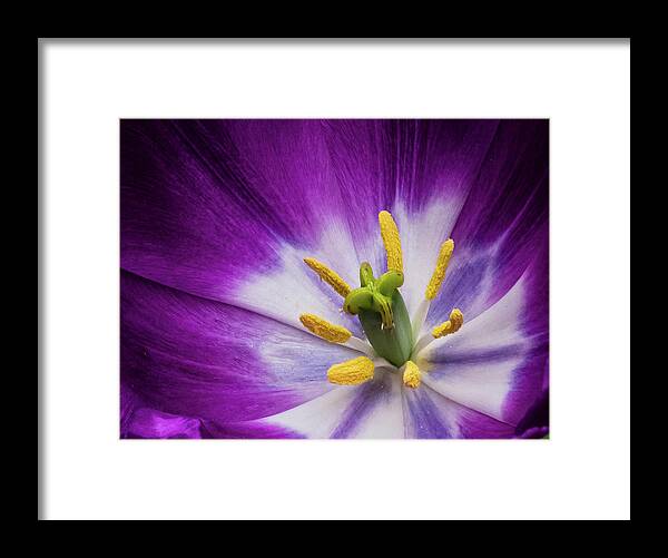 Close Up Of Tulip Framed Print featuring the photograph Tulip by John Roach