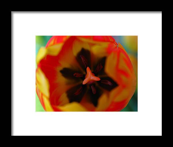 Tulip Framed Print featuring the photograph Tulip by Juergen Roth