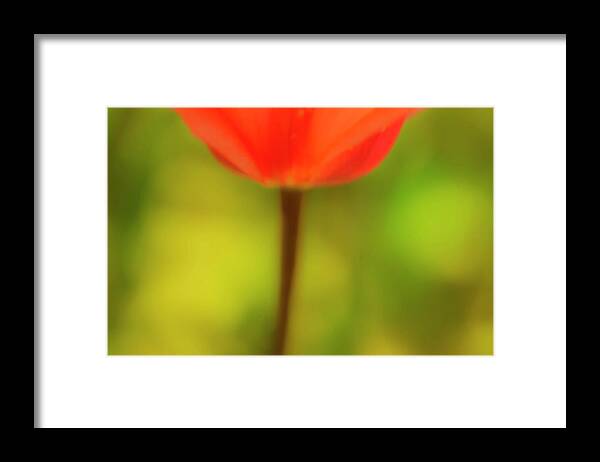 Tulip Framed Print featuring the photograph Tulip by Kathy Paynter