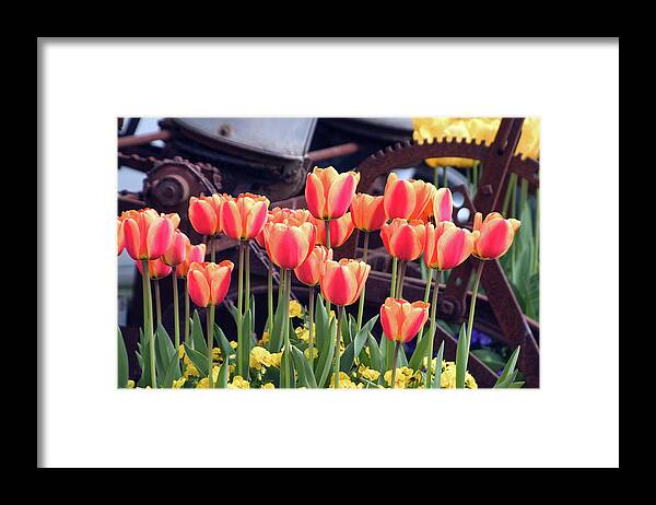 Fineartamerica Framed Print featuring the photograph Tulip Nostalgia by Larey McDaniel