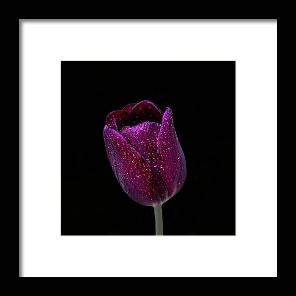 Flower Framed Print featuring the photograph Tulip On black by Paul Freidlund