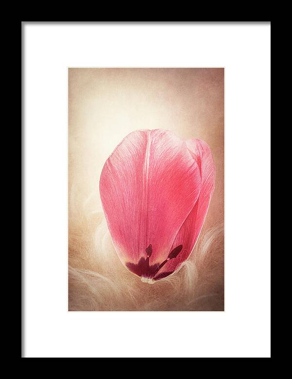 Petal Framed Print featuring the photograph Tulip Petal by Philippe Sainte-Laudy