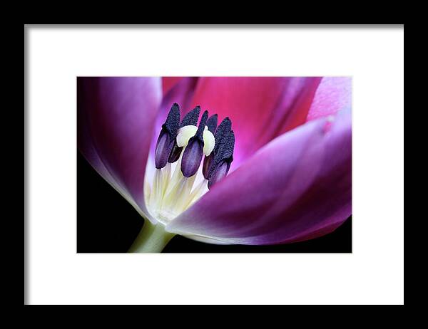 Macro Framed Print featuring the photograph Tulip Pink 3917 by Julie Powell
