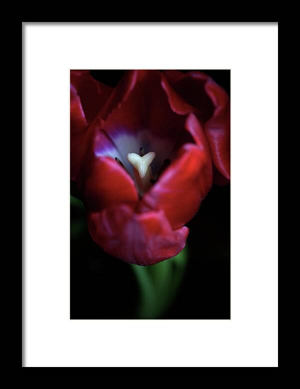 Macro Framed Print featuring the photograph Tulip Pink 7082 by Julie Powell