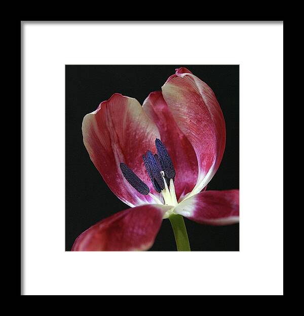 Macro Framed Print featuring the photograph Tulip Red 042207 by Julie Powell