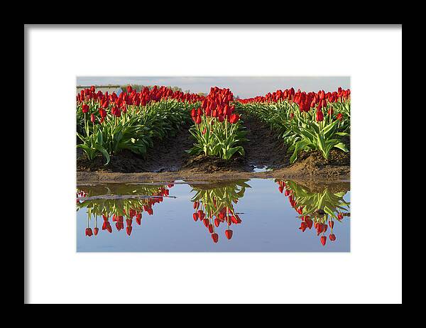 Tulips Framed Print featuring the photograph Tulip Reflection by Michael Rauwolf
