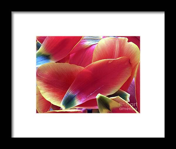 Composition Framed Print featuring the photograph Tulip Series 1-2 by J Doyne Miller