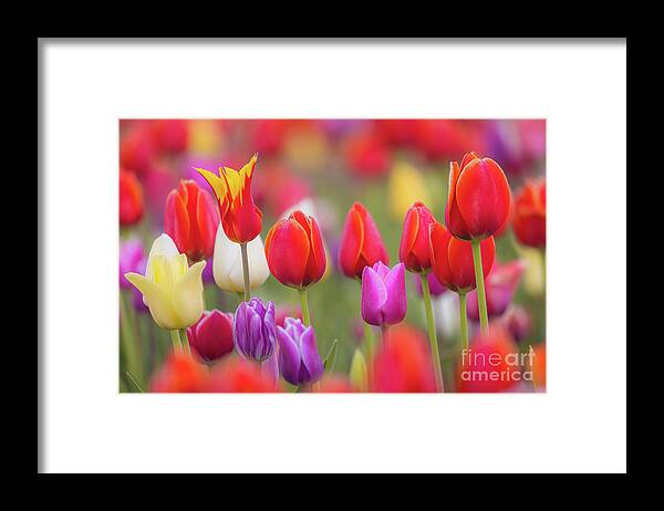 America Framed Print featuring the photograph Tulip Study 1 by Inge Johnsson