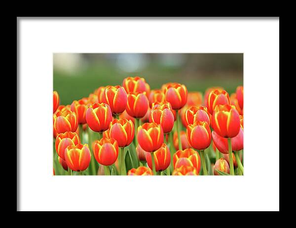 Nature Framed Print featuring the photograph Tulip Tiki Torches by Lens Art Photography By Larry Trager