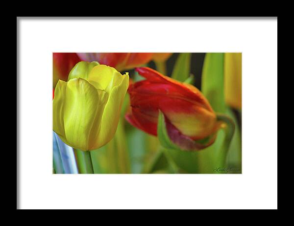 Tulip Touch Framed Print featuring the photograph Tulip Touch by Linda Sannuti
