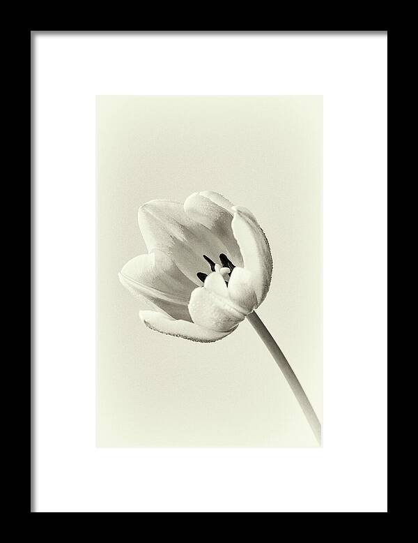 Tulip Framed Print featuring the photograph Vintage Tulip by Tanya C Smith