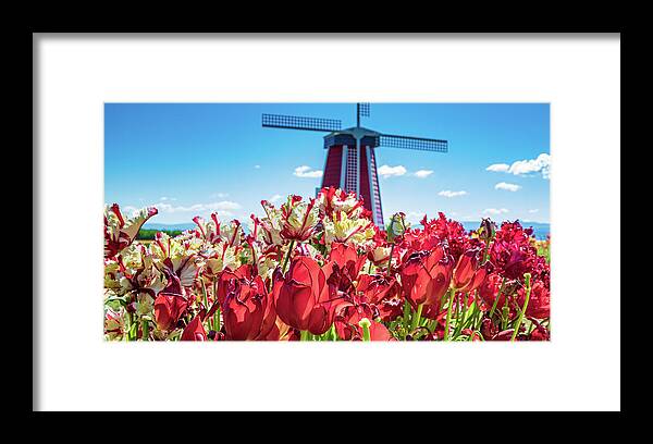 Oregon Framed Print featuring the photograph Tulips #1 by Greg Waddell