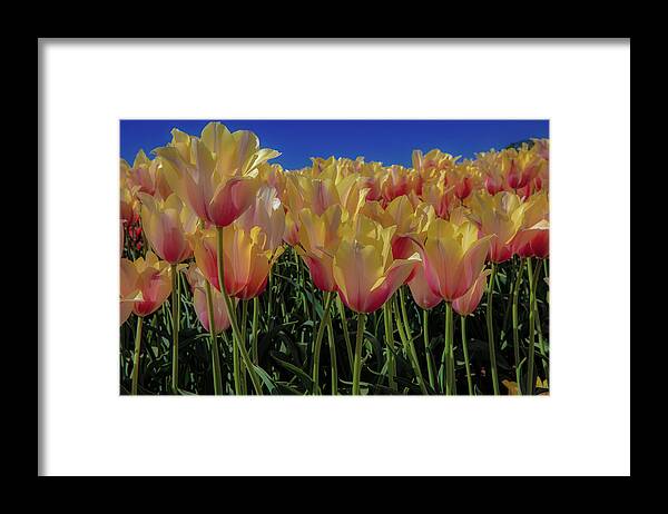 Oregon Framed Print featuring the photograph Tulips #2 by Greg Waddell