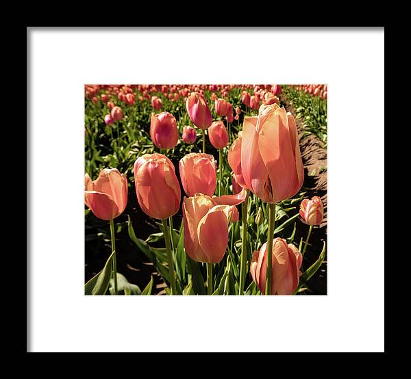 Oregon Framed Print featuring the photograph Tulips #5 by Greg Waddell
