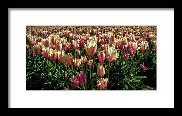 Oregon Framed Print featuring the photograph Tulips #6 by Greg Waddell
