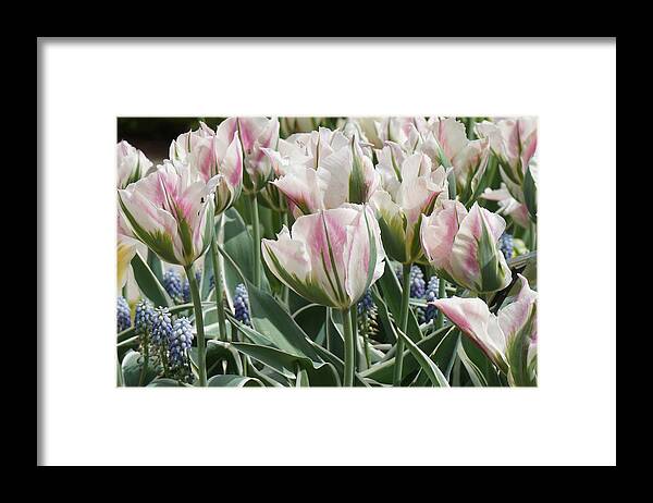#tulips#easter#grapehyacinths#northcaroliinaarboretum#ashevillenc#usa Framed Print featuring the photograph Tulips and Grape Hyacinths by Katherine Y Mangum