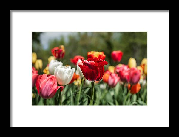 Garden Framed Print featuring the photograph Tulips at Brookside Garden by Stuart Litoff