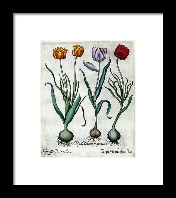 Tulips Framed Print featuring the photograph Tulips copperplate print o2 by Historic illustrations