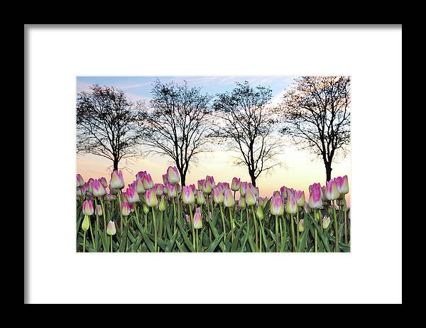 Tulip Framed Print featuring the photograph Tulips in a Field by Maria Meester