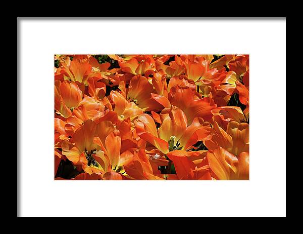 Bloom Framed Print featuring the photograph Tulips in Abundance by Shirley Mitchell