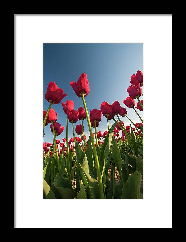 Tulips Framed Print featuring the photograph Tulips Looking Up by Michael Rauwolf