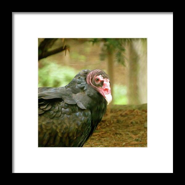 Bird Framed Print featuring the photograph Turkey Vulture by Azthet Photography