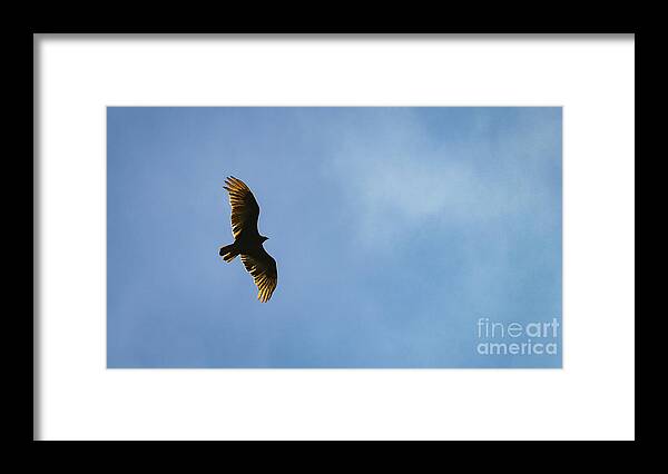 Turkey Vulture Framed Print featuring the photograph Turkey Vulture Beauty by Alyssa Tumale
