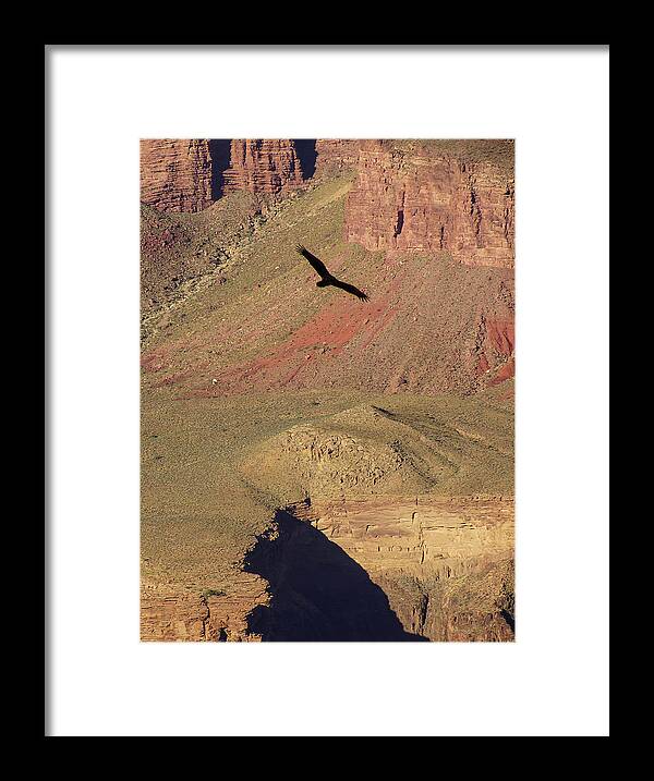 Arizona Framed Print featuring the photograph Turkey vulture soaring by Steve Estvanik