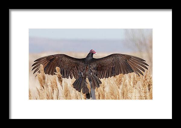 Bird Framed Print featuring the photograph Turkey Vulture Sunning by Dennis Hammer
