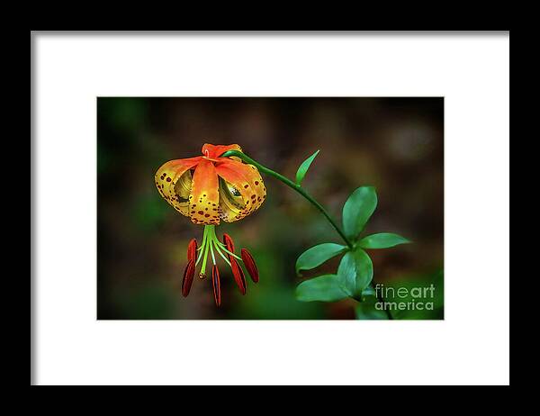 Lily Framed Print featuring the photograph Turks Cap Lily by Shelia Hunt