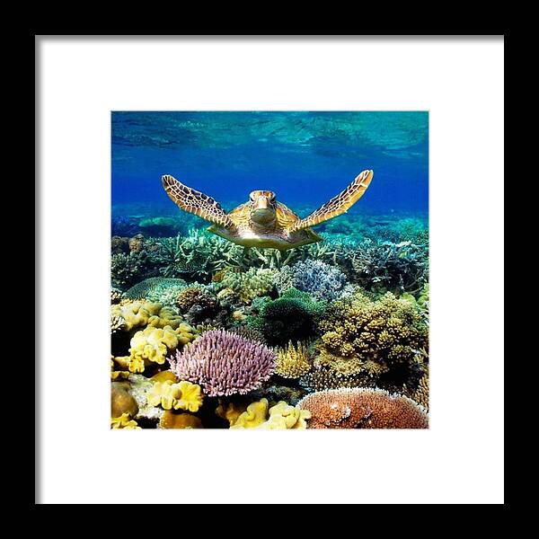 Photo Framed Print featuring the photograph Turtle Gliding Over Great Barrier Reef by World Art Collective