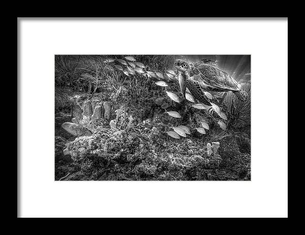 Cove Framed Print featuring the photograph Turtle on the Underwater Reef Black and White by Debra and Dave Vanderlaan