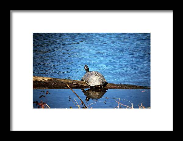 Turtle Framed Print featuring the photograph Turtle Reflection by Cynthia Guinn