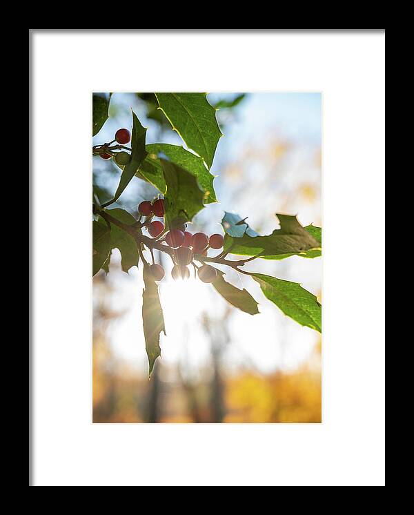 New Hope Framed Print featuring the photograph Twig and Berries by Kristopher Schoenleber