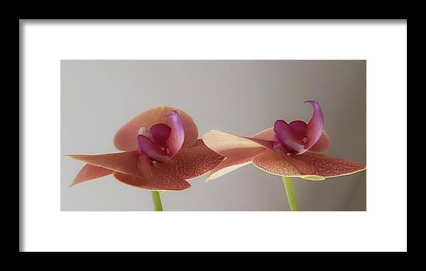 Twin Orchid Framed Print featuring the photograph Twin Orchids by Christina McGoran