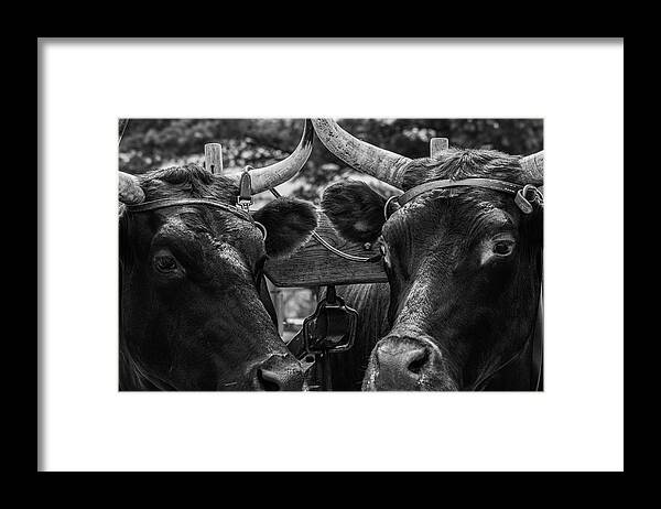 Museum Quality Framed Print featuring the photograph Two Bulls on parade by Bruce Davis