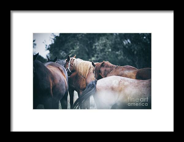 Horses Framed Print featuring the photograph Two calm horses by Dimitar Hristov
