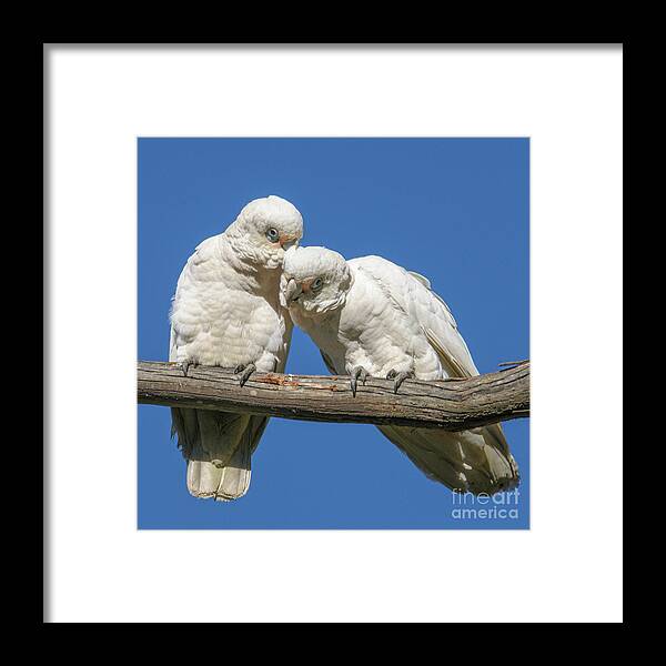 Bird Framed Print featuring the photograph Two Corellas by Werner Padarin
