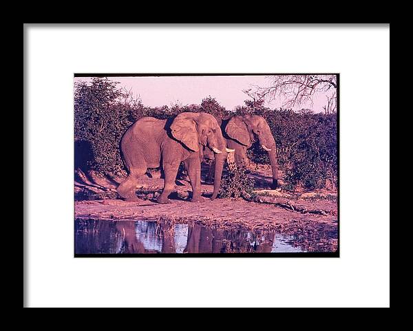 Africa Framed Print featuring the photograph Two Elephants Going for a Walk by Russel Considine