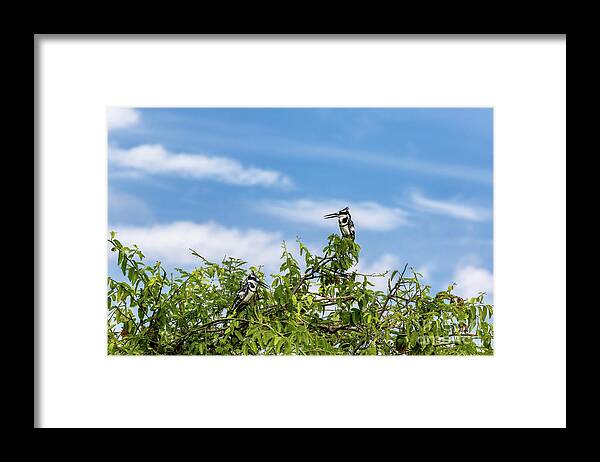 African Pied Kingfisher Framed Print featuring the photograph Two female African pied kingfishers, Ceryle rudis, perched in a tree, Lake Edward, Queen Elizabeth National Park, Uganda. This is a popular breeding ground where the birds nest around the lake. by Jane Rix