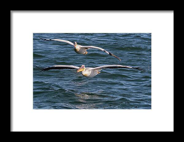 Great White Pelican Framed Print featuring the photograph Two Great White Pelican Flying by Belinda Greb