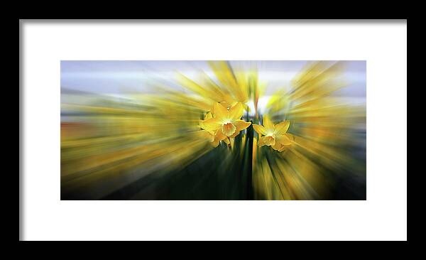 Daffodils Framed Print featuring the photograph Two Hearts Spreading Light by Wayne King