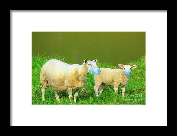 Sheeps Framed Print featuring the photograph Two sheeps with face mask by Benny Marty