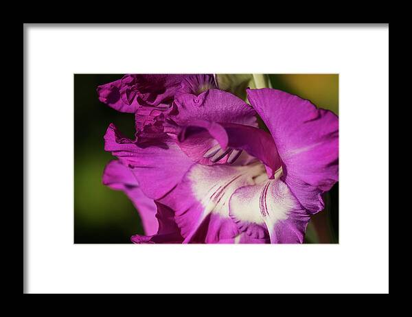 Astoria Framed Print featuring the photograph Two Tone Gladiolus by Robert Potts