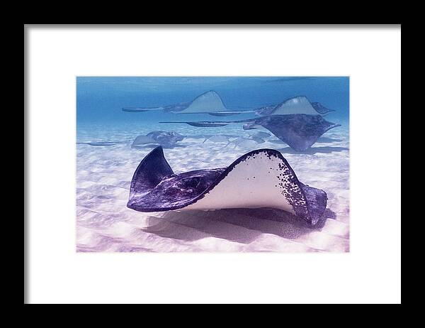 Animals Framed Print featuring the photograph Two-way Traffic by Lynne Browne